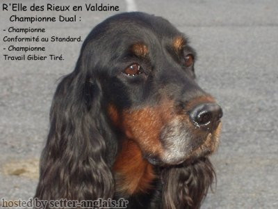 Setter Gordon R'ELLE DES RIEUX EN VALDAINE